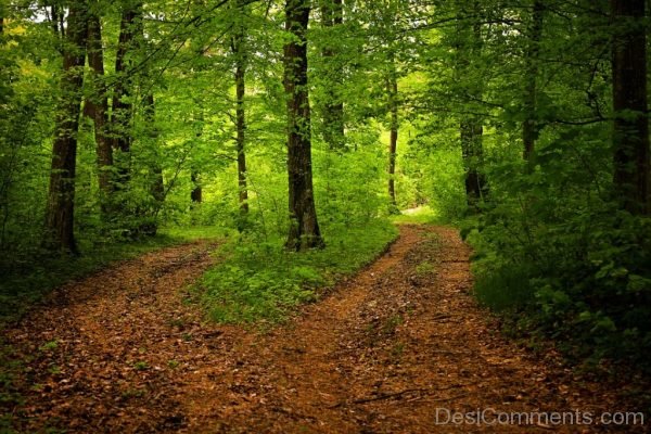 Green Woods Landscape