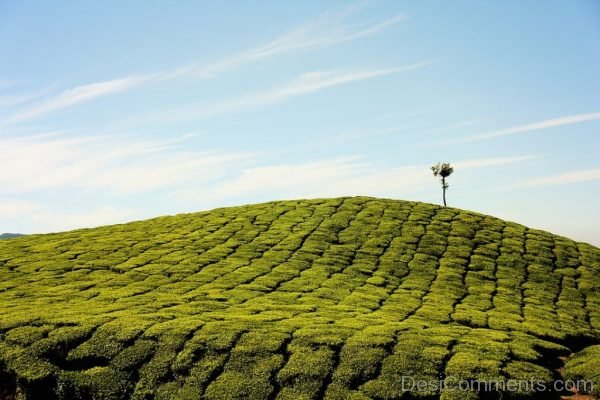 Gress Hill Landscape Nature