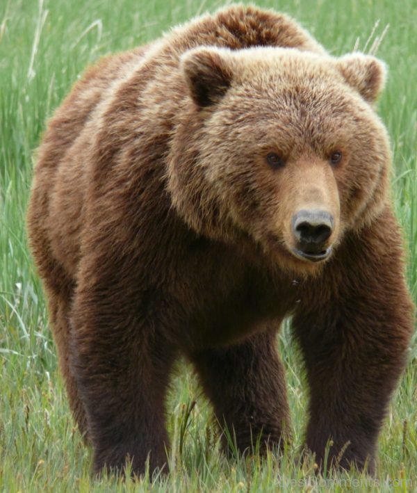 Grizzly Bear Image