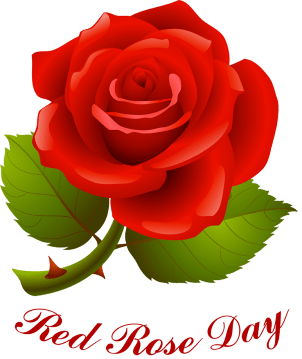 Happy Rose Day Graceful Pic