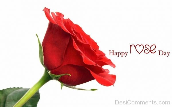 Happy Rose Day Lovely Image