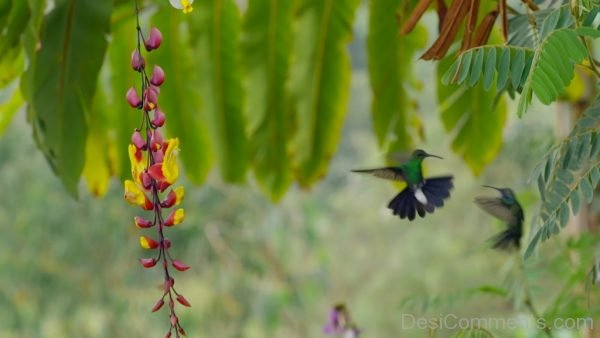 Hummingbirds Battle In The Air