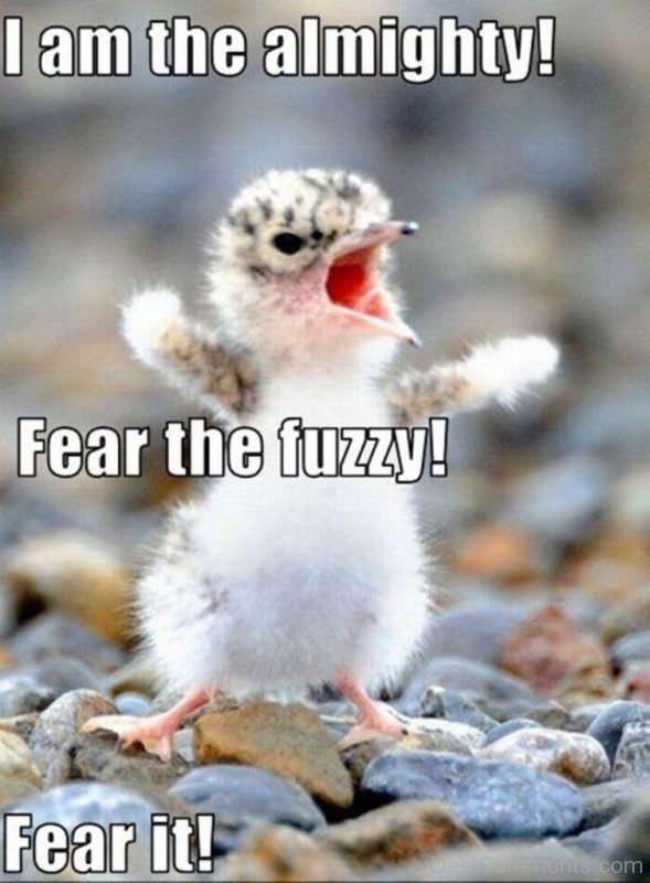 I Am The Almighty Fear The Fuzzy