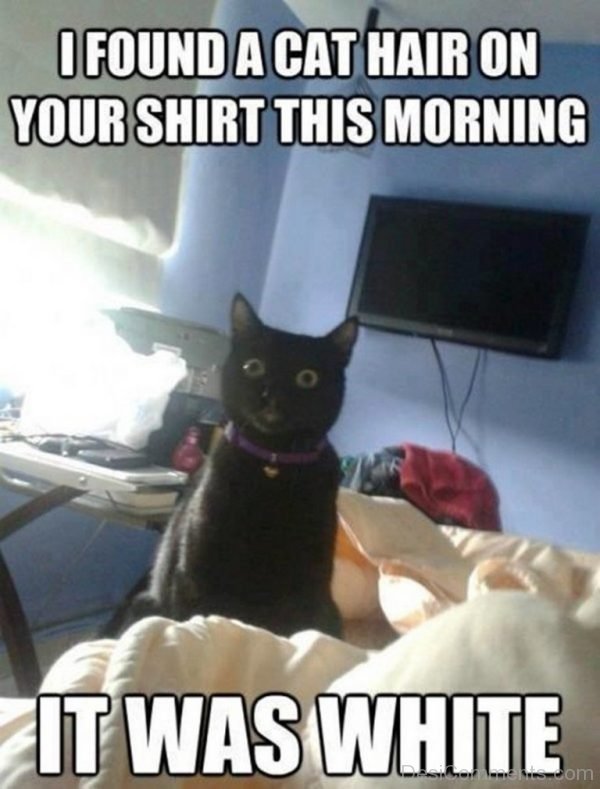 I Found A Cat Hair On Your Shirt This Morning