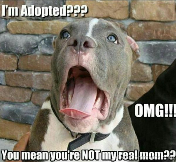I’m Adopted