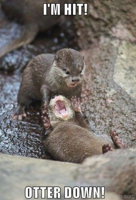 I’m Hit Otter Down