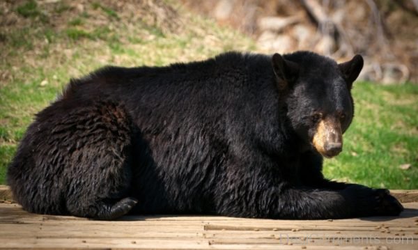 Image Of Bear