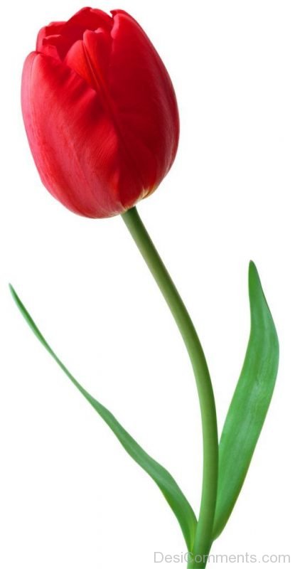 Image Of Tulip Flower