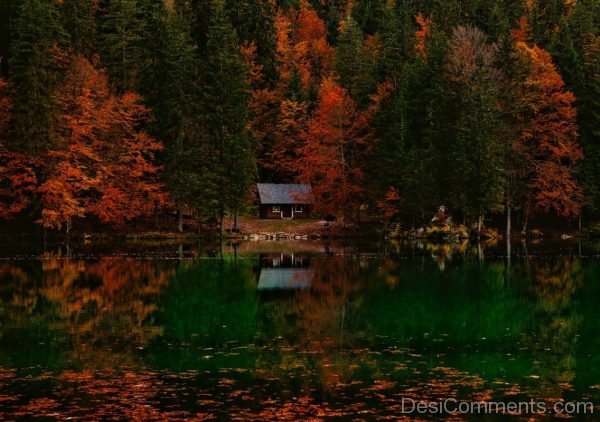 Italy Seasons Autumn Fall Foliage Forest Trees