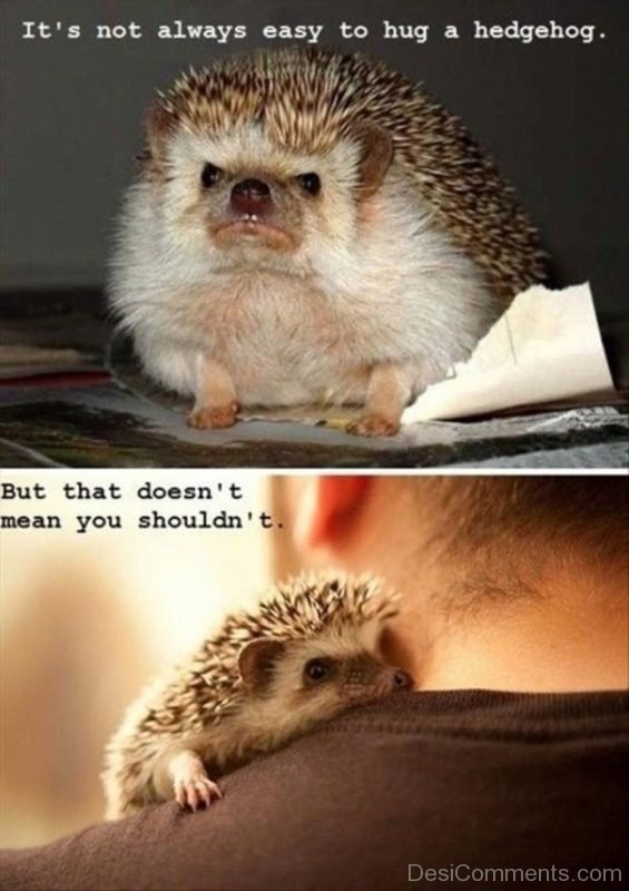 It’s Not Always Easy To A Hug A Hedgehog