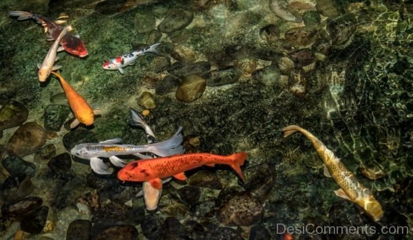 Koi Swimming Pond Fish Nature