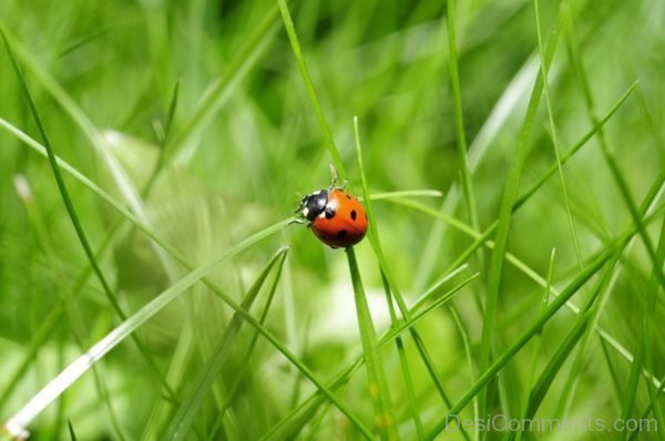 Ladybug Insect Nature