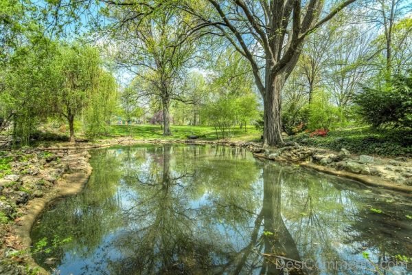 Landscape Water Nature Tree