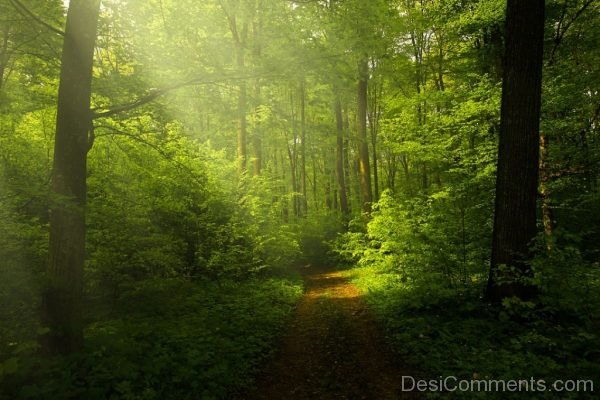 Light Forest Rays Landscape Forest