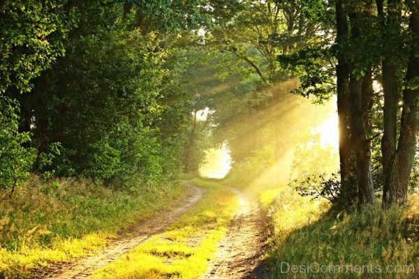 Light Morning Mist Sunbeam Fog Sunrise Mood