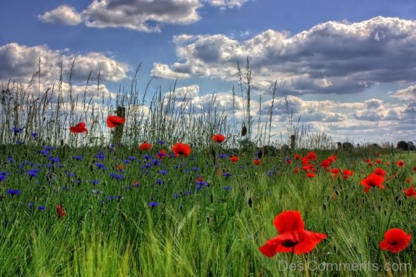 Lovely Flower Image