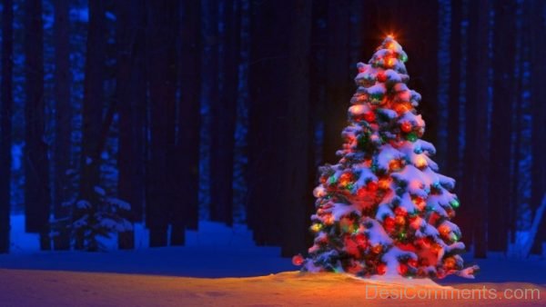 Lovely Image Of Christmas Tree Light Day