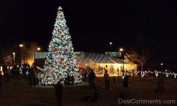 Lovely Pic Of Christmas Tree Light Day