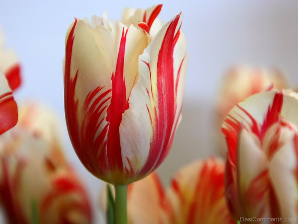 Lovely Pic Of Tulip Flowers - DesiComments.com