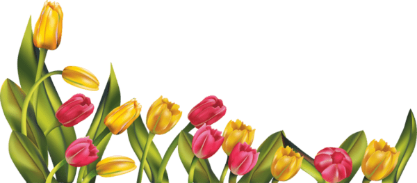 Lovely Tulip Flowers Image