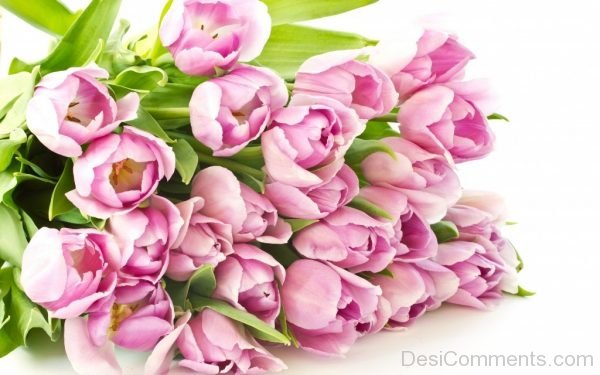 Lovely Tulip Flowers Pic