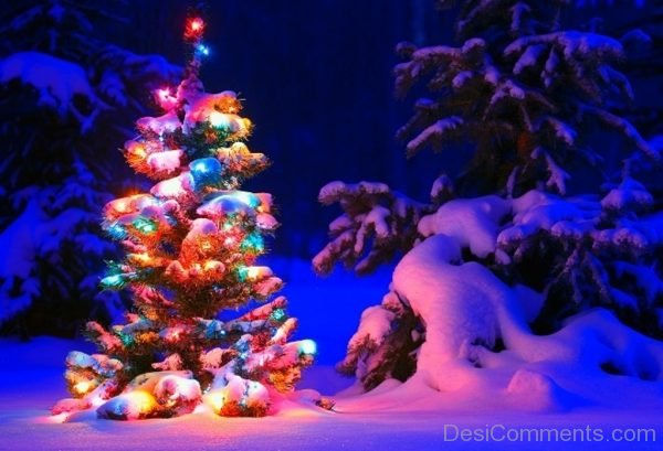 Magnificent Christmas Tree Light Day Image