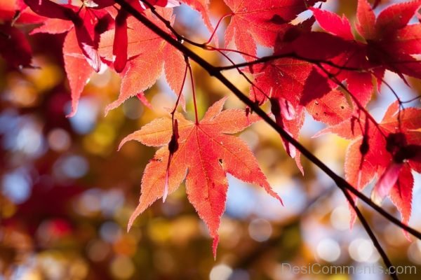 Maple Autumn Leaf Red Leaves Coloring Bright