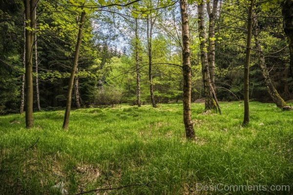 Meadow Glade Forest Spring