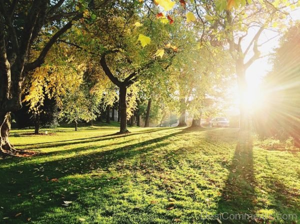 Meadow Trees Sunshine Shadows