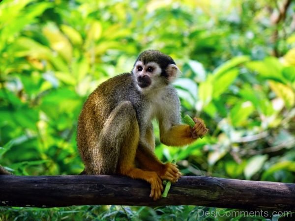 Monkey Image