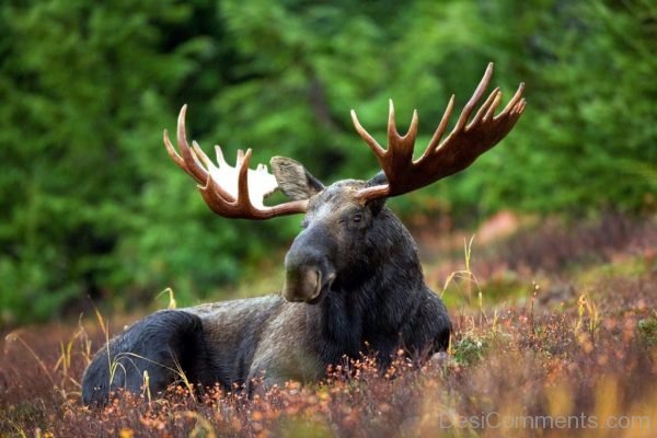 Moose-Rack Male Bull