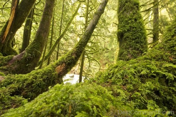 Moss Forest