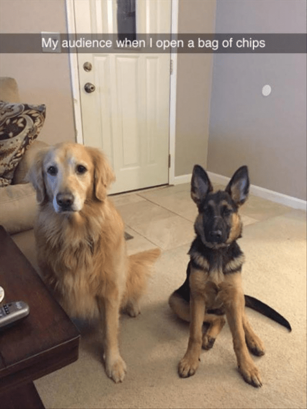 My Audience When I Open A Bag Of Chips