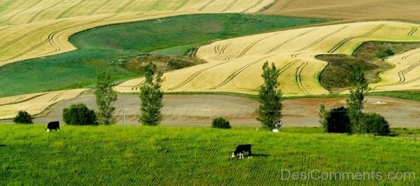 New Zealand Panorama Cattle Cows Farm