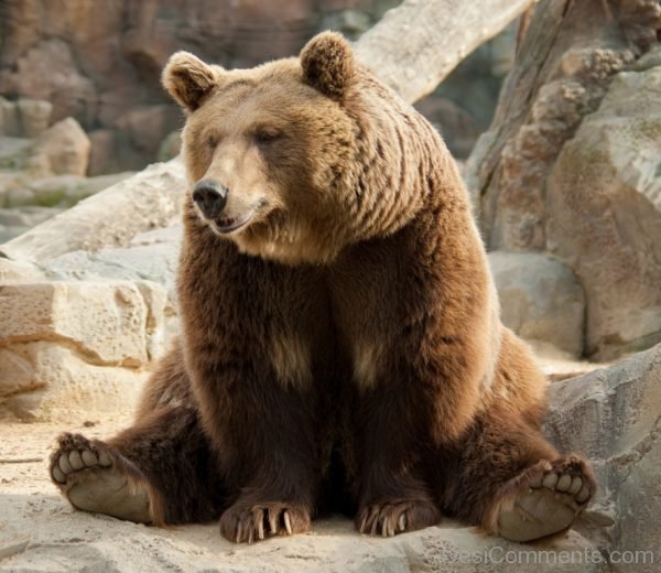 Nice Image Of Bear