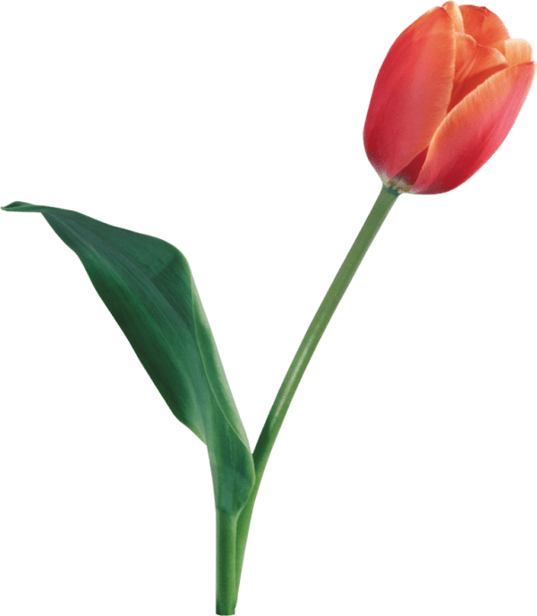 Nice Pic Of Tulip Flower