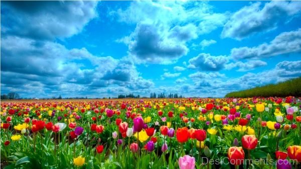 Nice Tulip Flowers Image