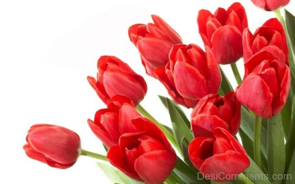 Nice Tulip Flowers Pic