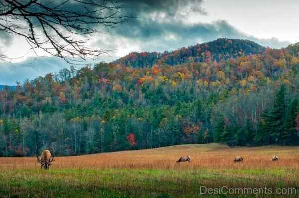 North Carolina Meadow