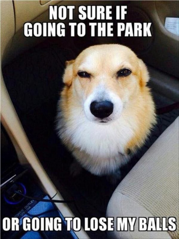 Not Sure If Going To The Park Or Going To Lose My Balls