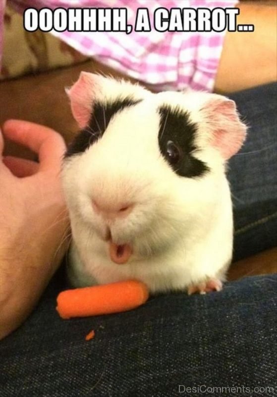 Ohh A Carrot