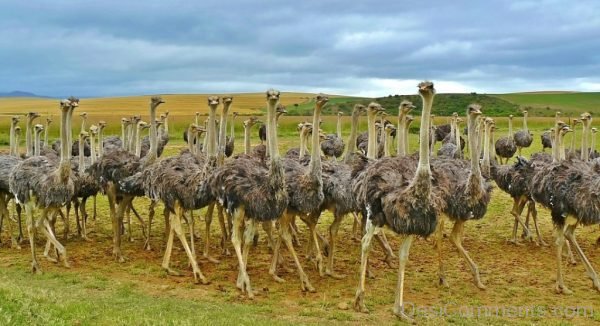 Ostriches Birds Bouquet