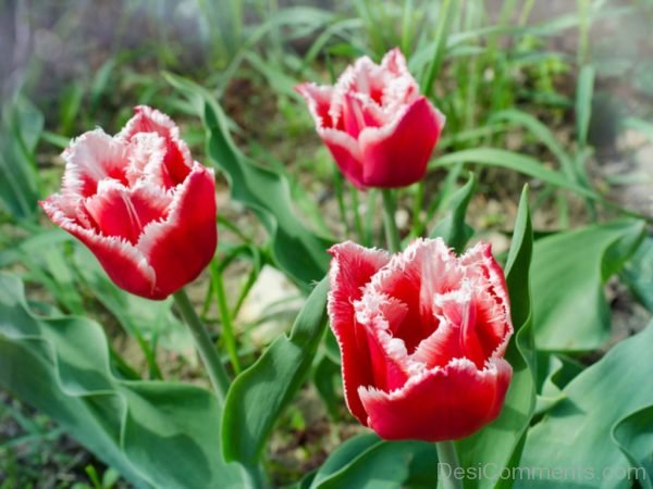 Outstanding Tulip Flowers Image