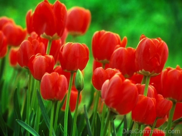 Outstanding Tulip Flowers Pic