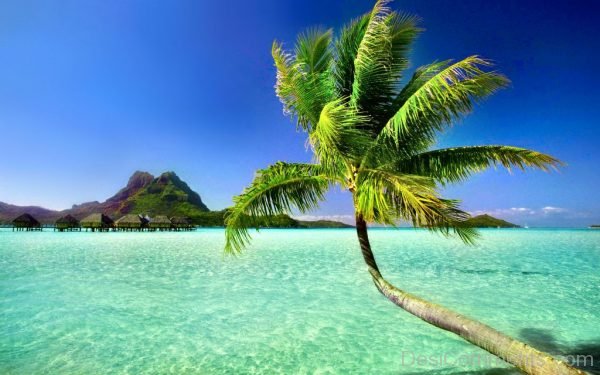 Palm Tree And Islands