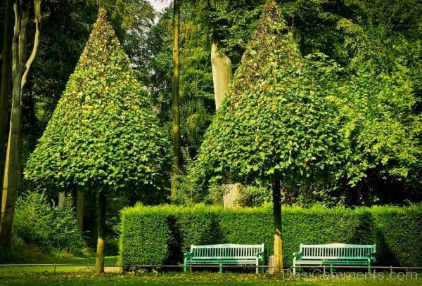 Park Trees Landscape Nature