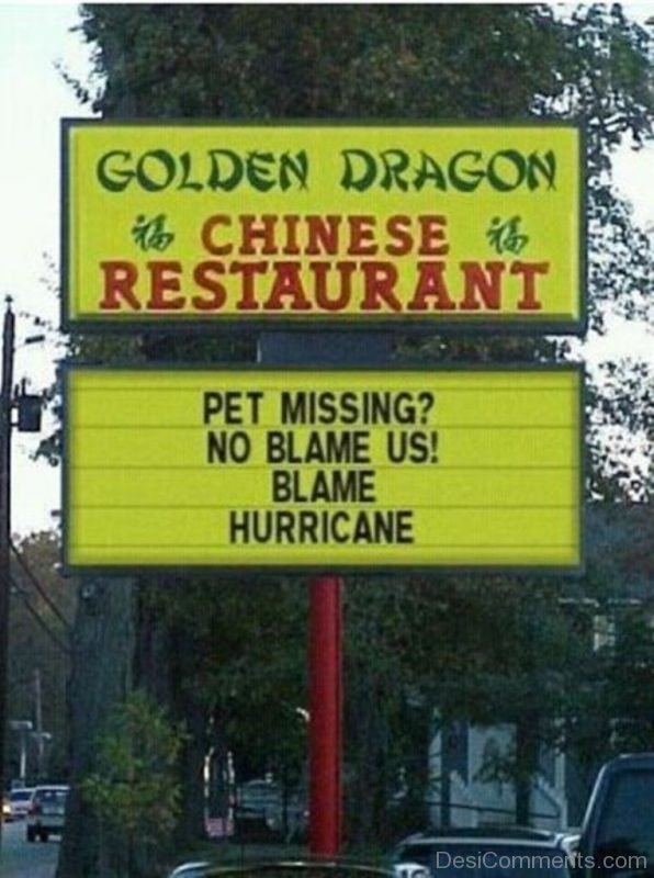 Pet Missing No Blame Us Blame Hurricane