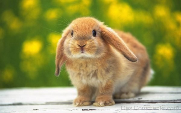 Pet Rabbit Image