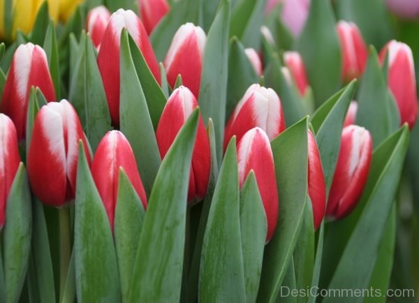 Pic Of Tulip Flower