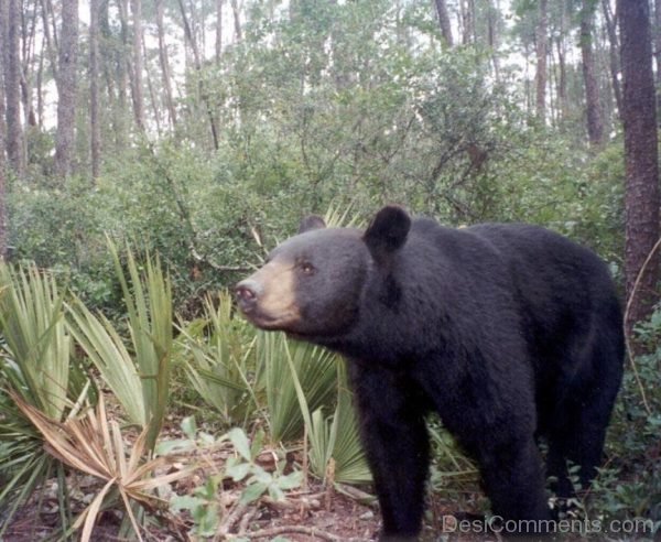 Picture Of Bear
